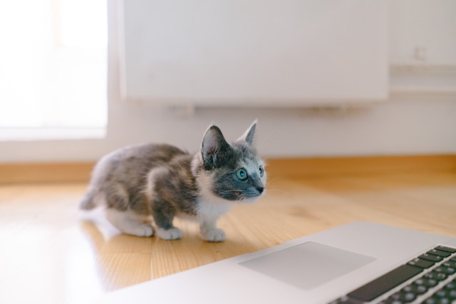 timid kitten on desk looking intently at laptop